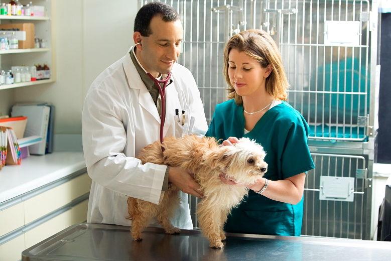 Technicienne en santé animale